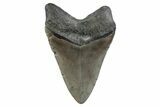 Fossil Megalodon Tooth - North Carolina #370215-1